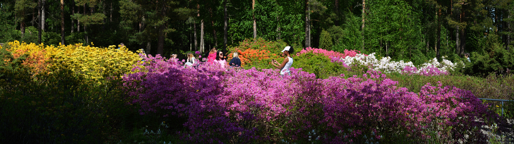 Azalea park