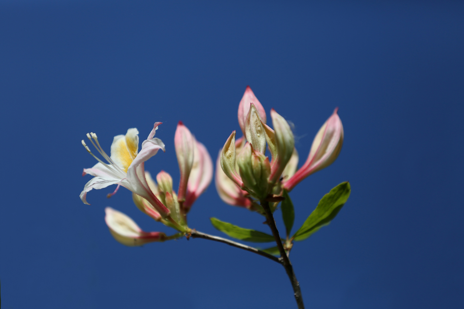 Azalea - Rhododendron