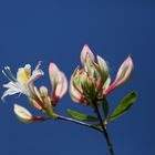 Azalea - Rhododendron