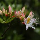 Azalea - Rhododendron