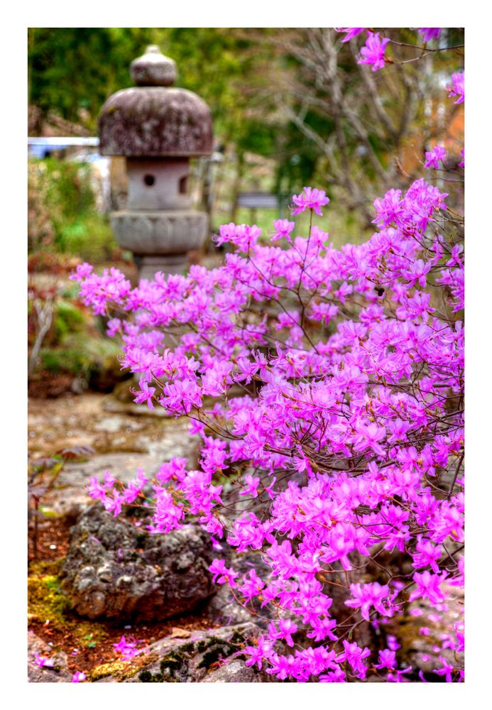 Azalea trefoil