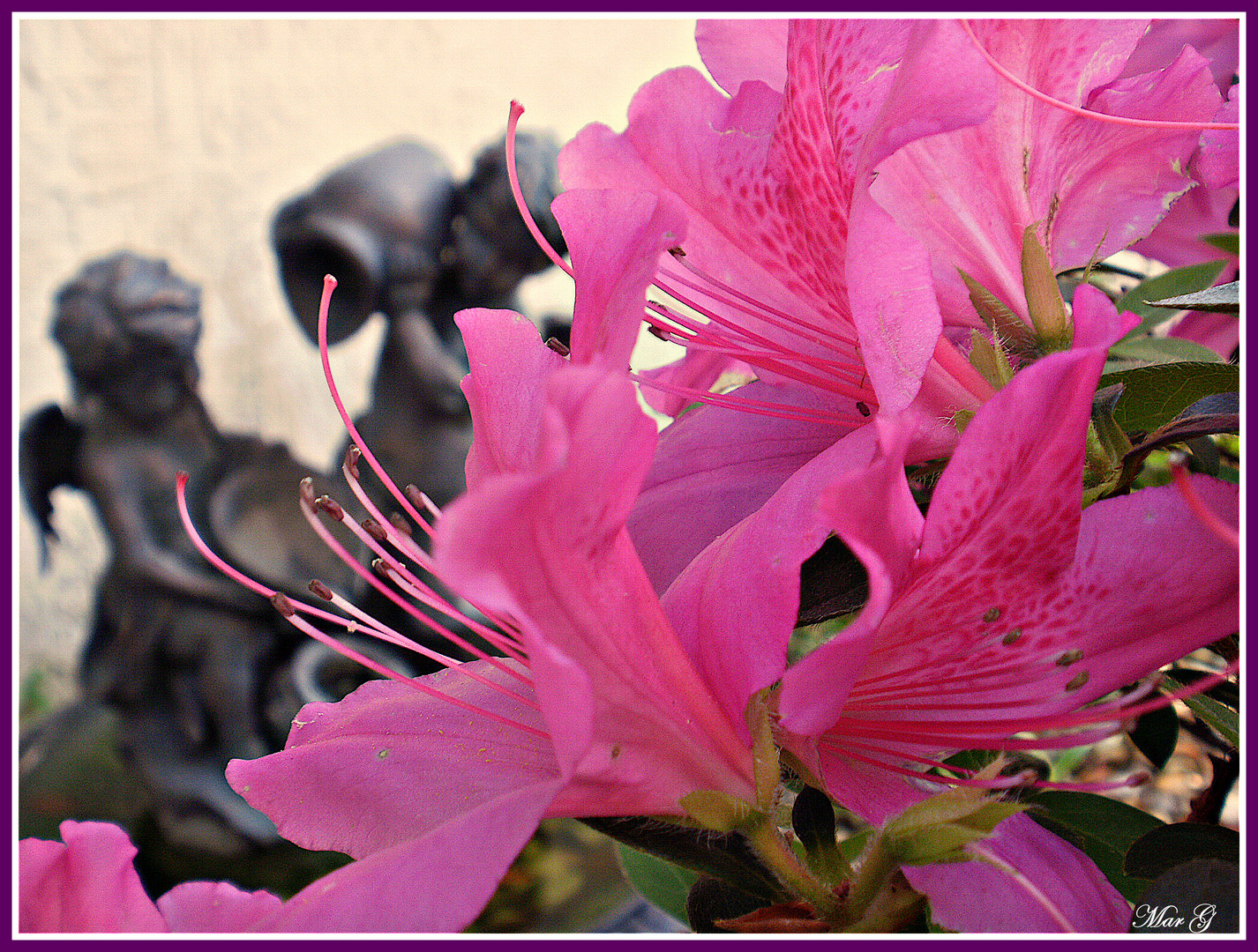 Azaleas