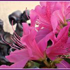 Azaleas