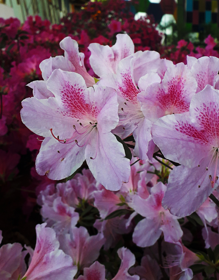 Azaleas