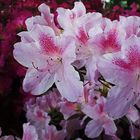 Azaleas