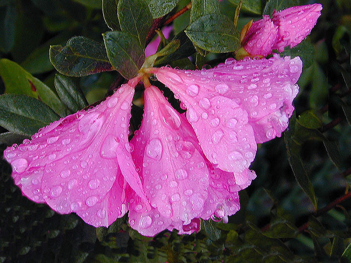 Azaleas after the Rain