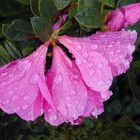 Azaleas after the Rain