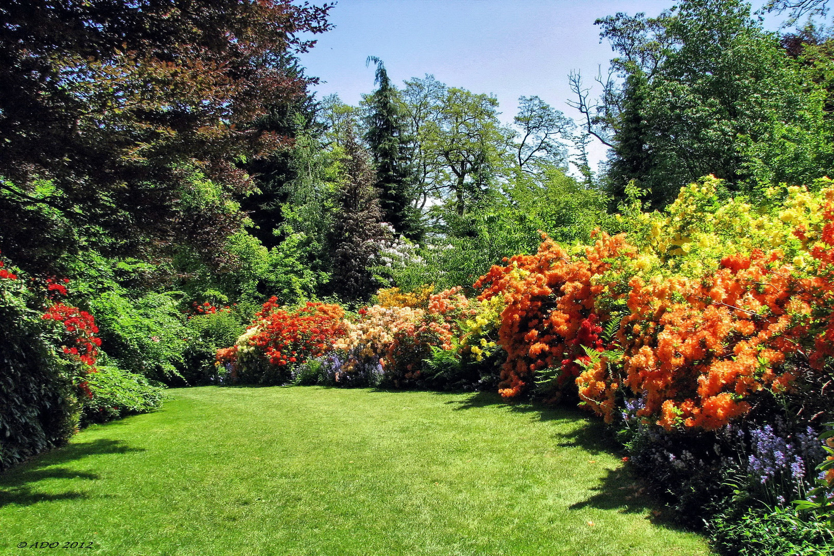 Azaleas and Rhododendron