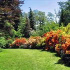 Azaleas and Rhododendron