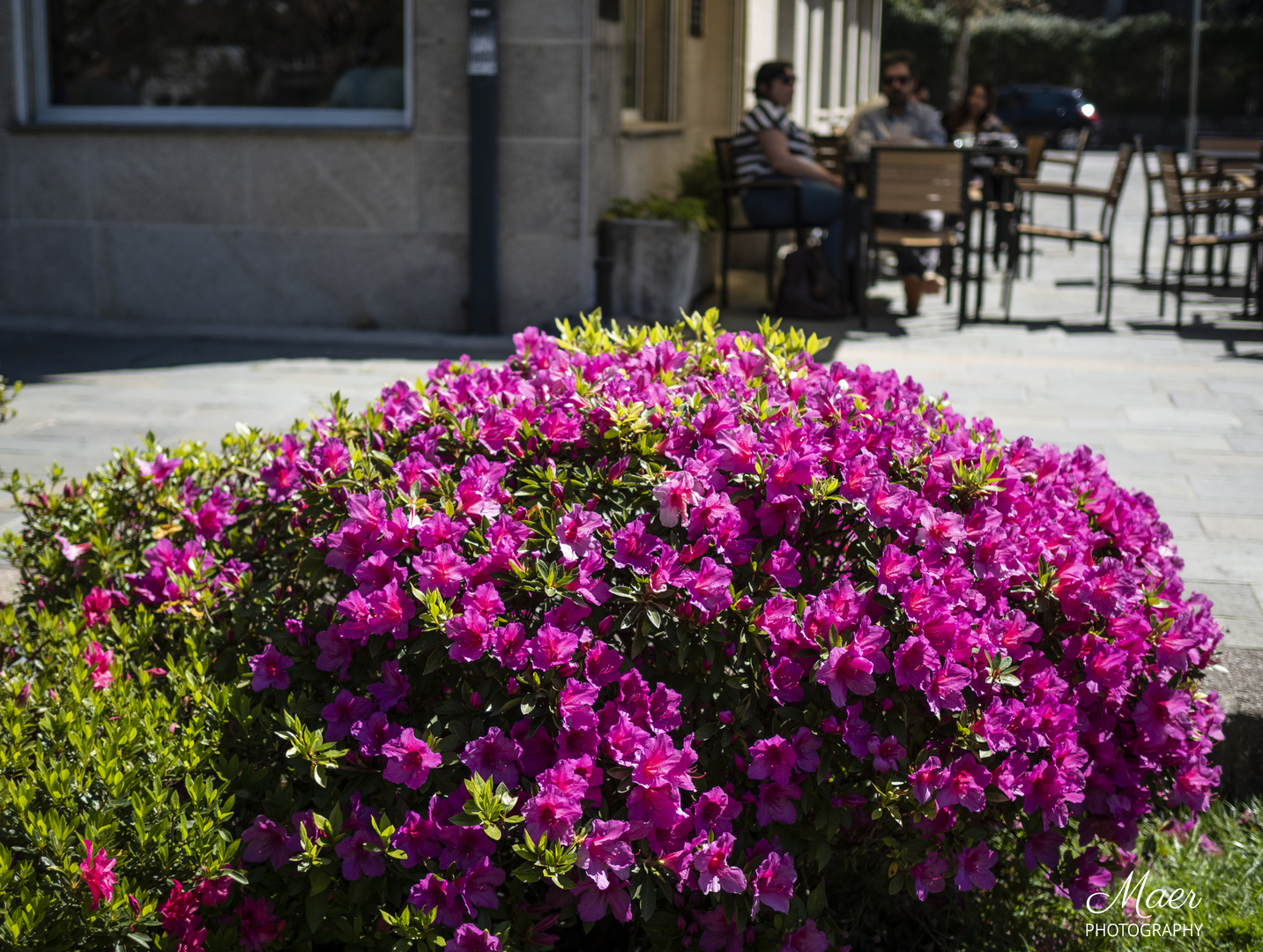 Azaleas de primavera.