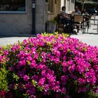 Azaleas de primavera.