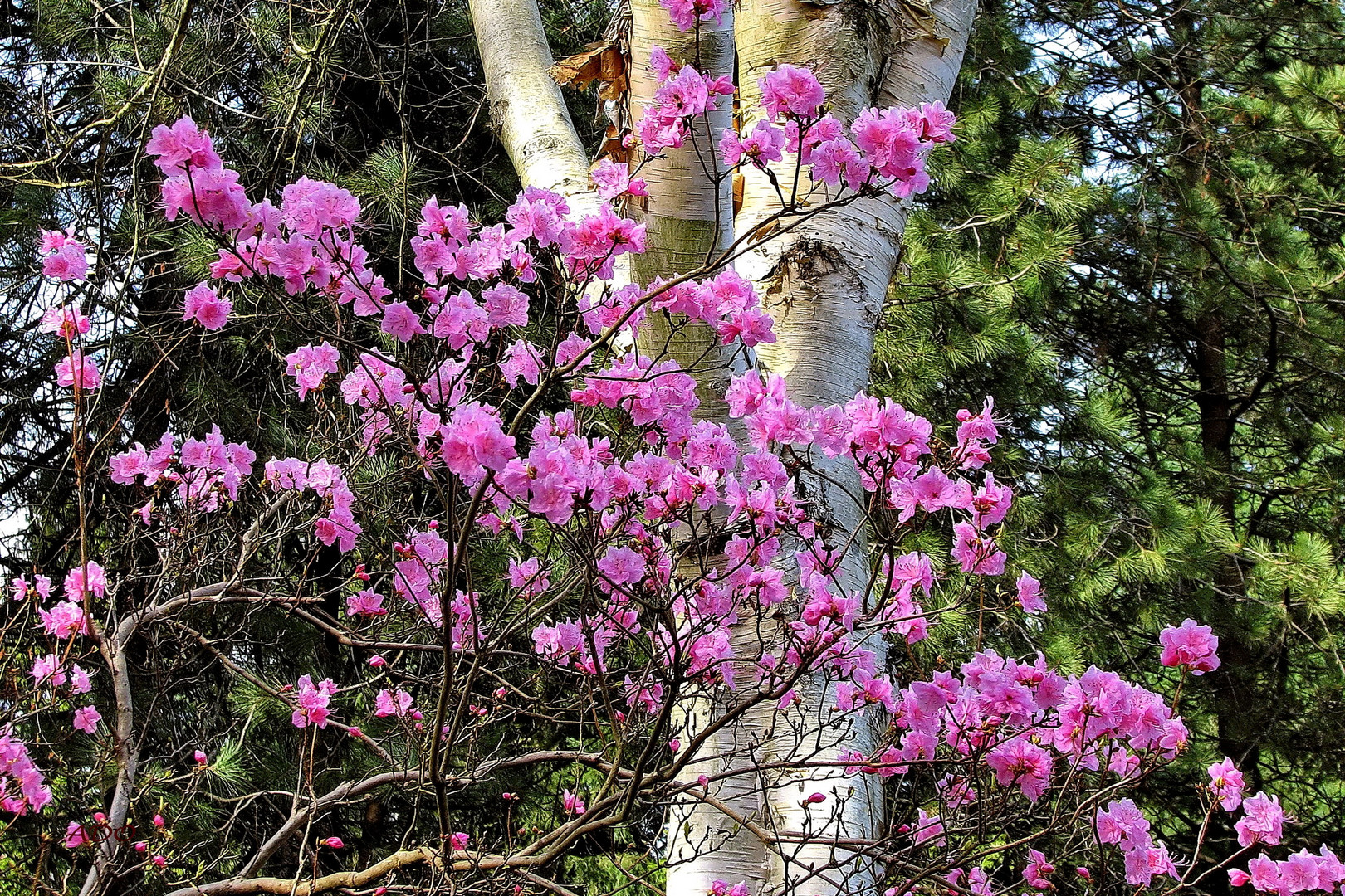 Azaleas