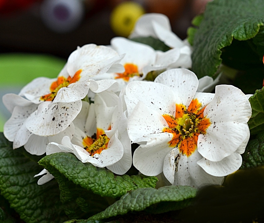 Azalée blanches