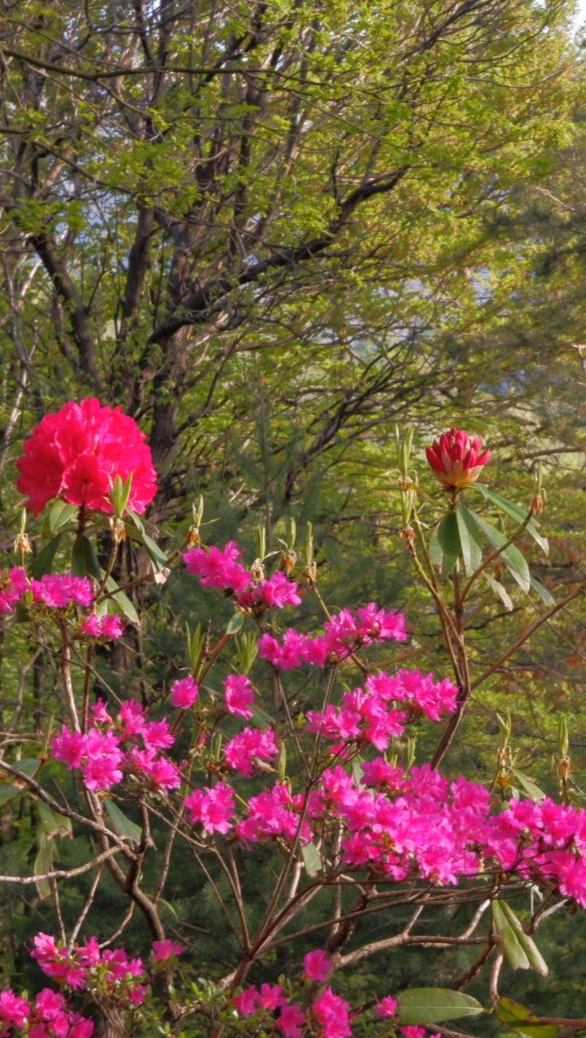 Azalee e rododendro