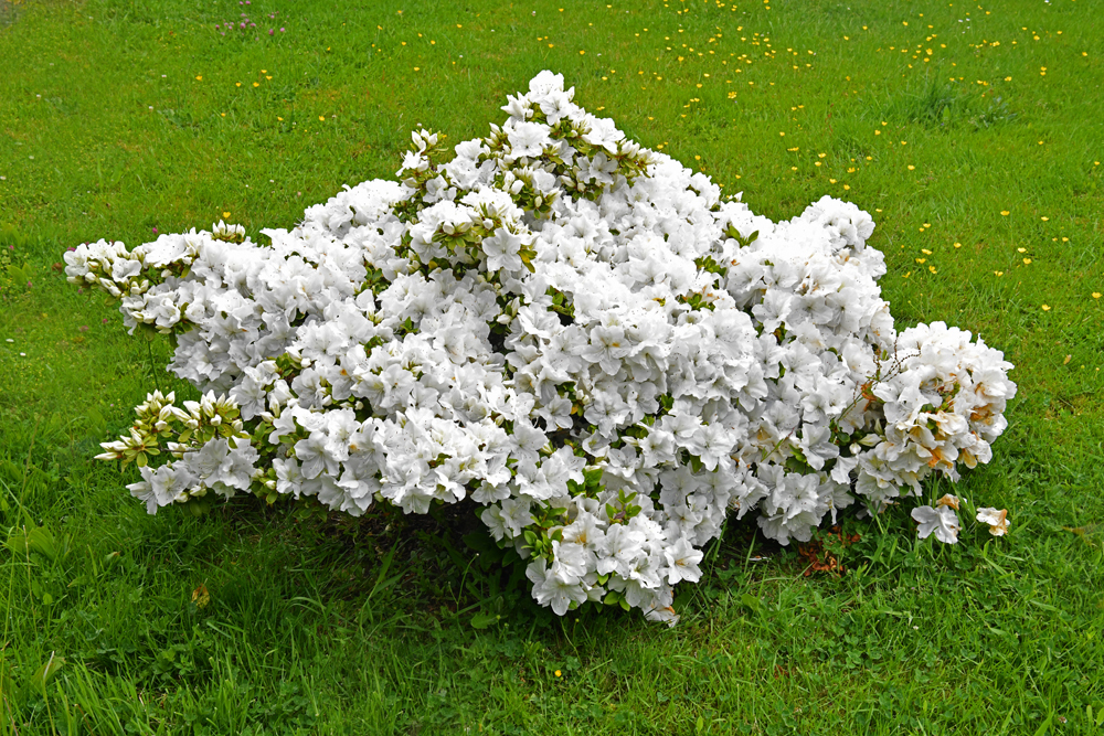 Azalée en fleur