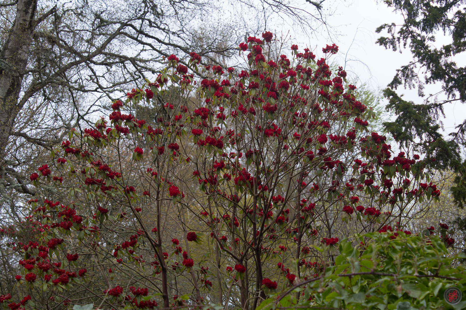 Azalee im Park des Brodie Castle