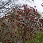 Azalee im Park des Brodie Castle