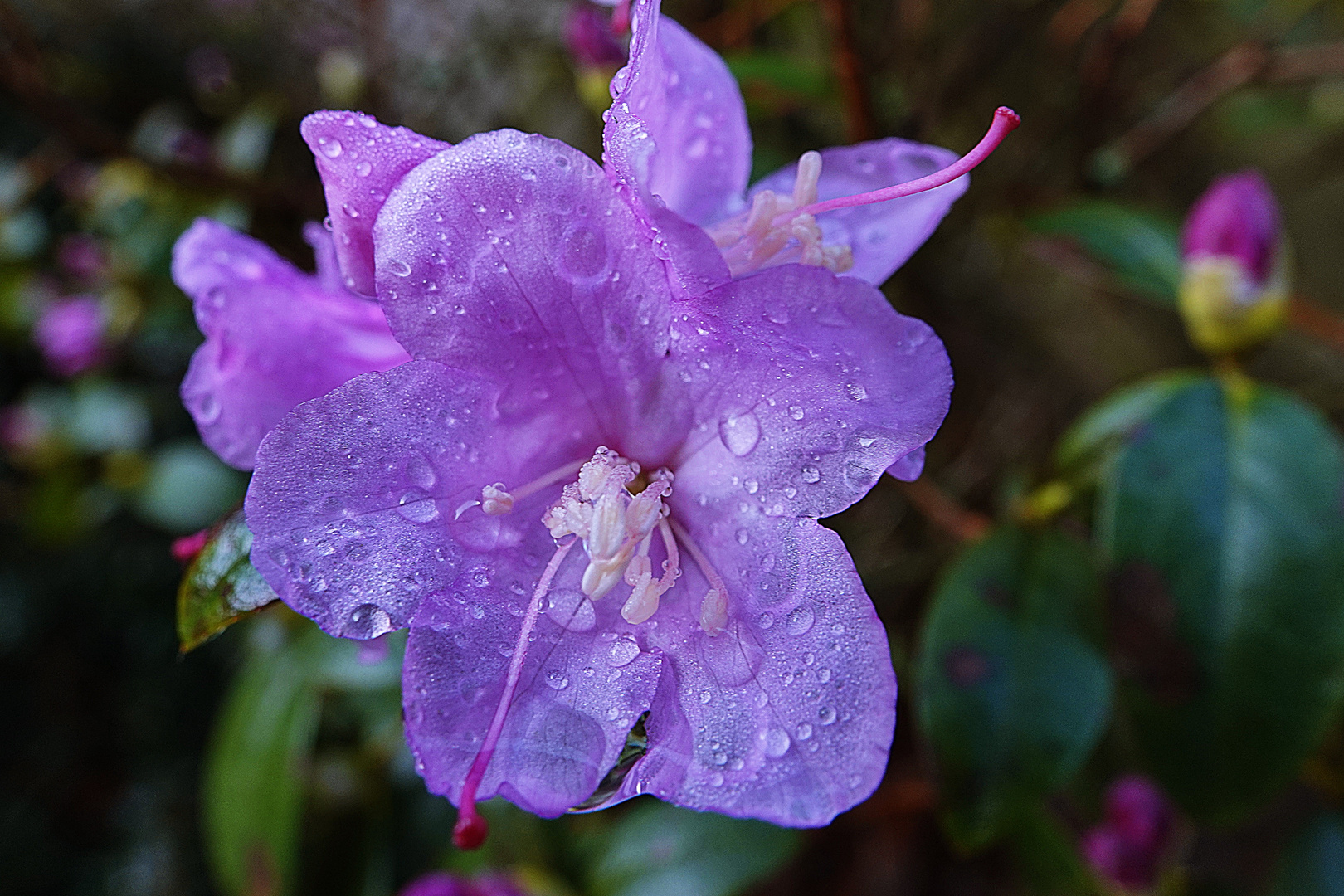  Azalee im Regen