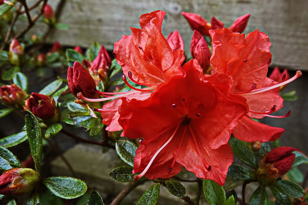Azalee in kräftiger Farbe Foto & Bild natur, blüte, blüten Bilder auf
