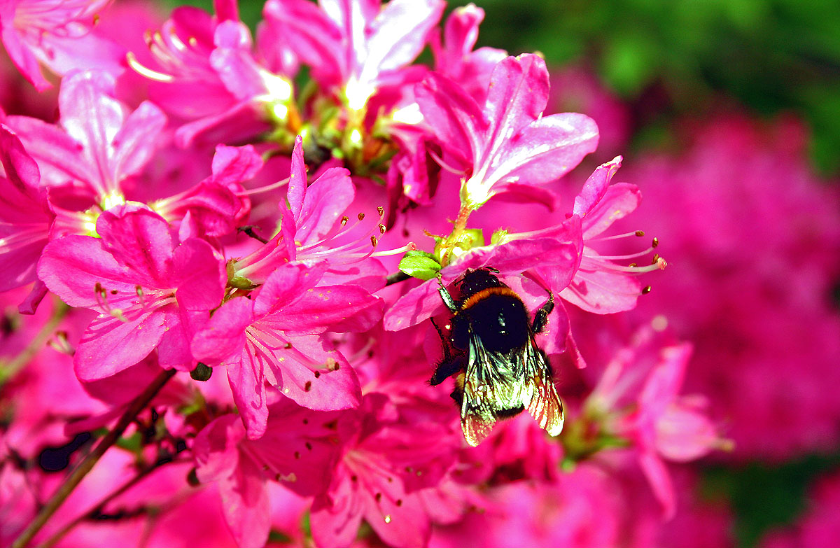 Azalee mit dicker Hummel