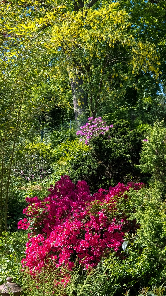Azalee, Rhododendron, Goldregen