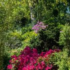 Azalee, Rhododendron, Goldregen