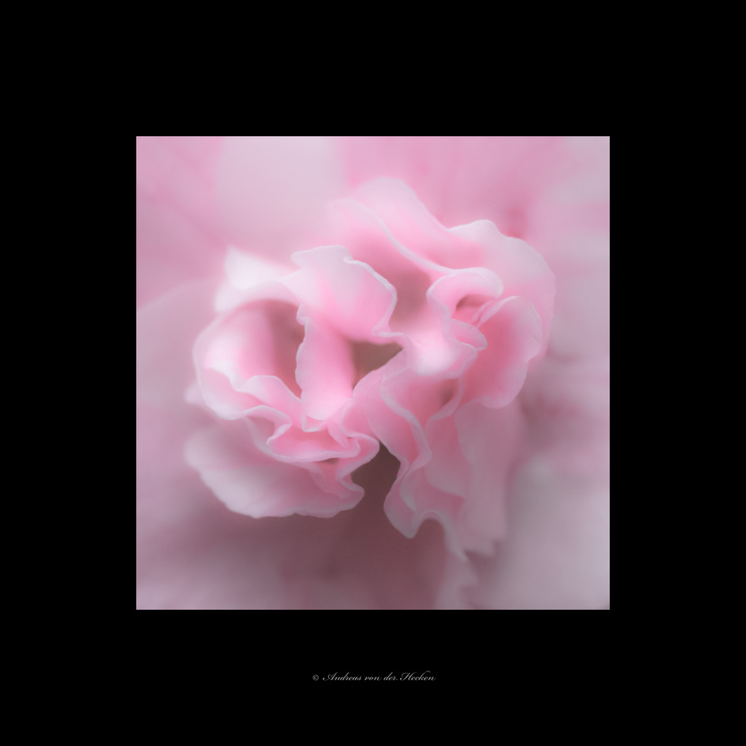 Azalee (Rhododendron simsii) 03