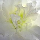 Azalee (Rhododendron simsii)