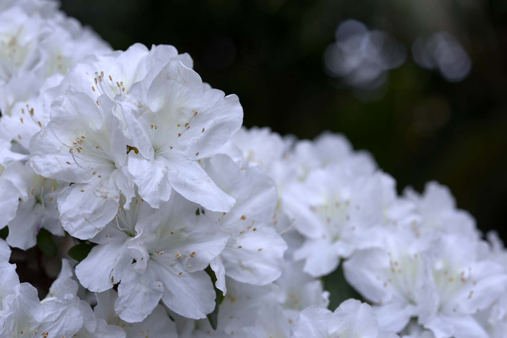Azaleen Foto & Bild pflanzen, pilze & flechten, blüten
