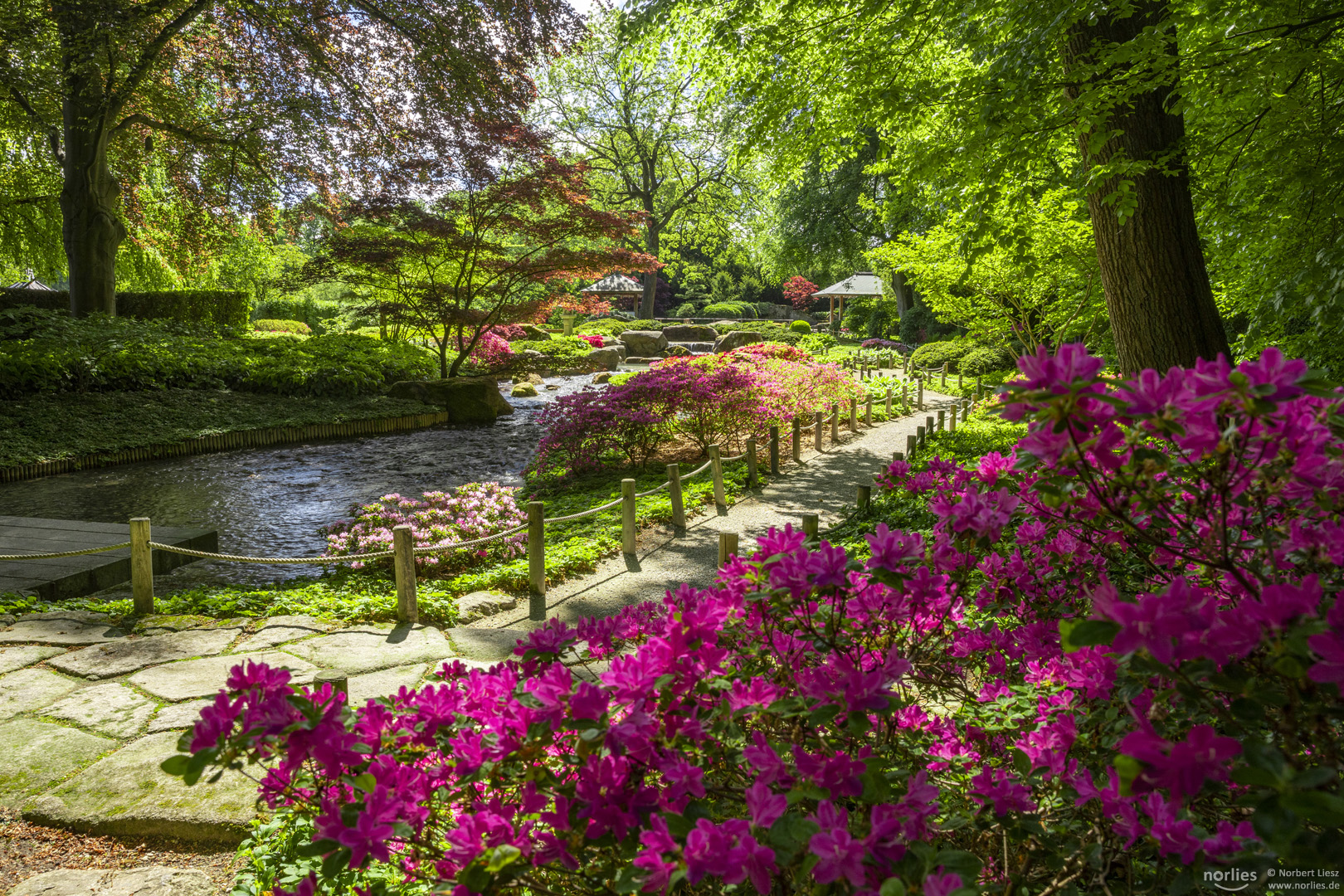 Azaleen blühen im Japangarten