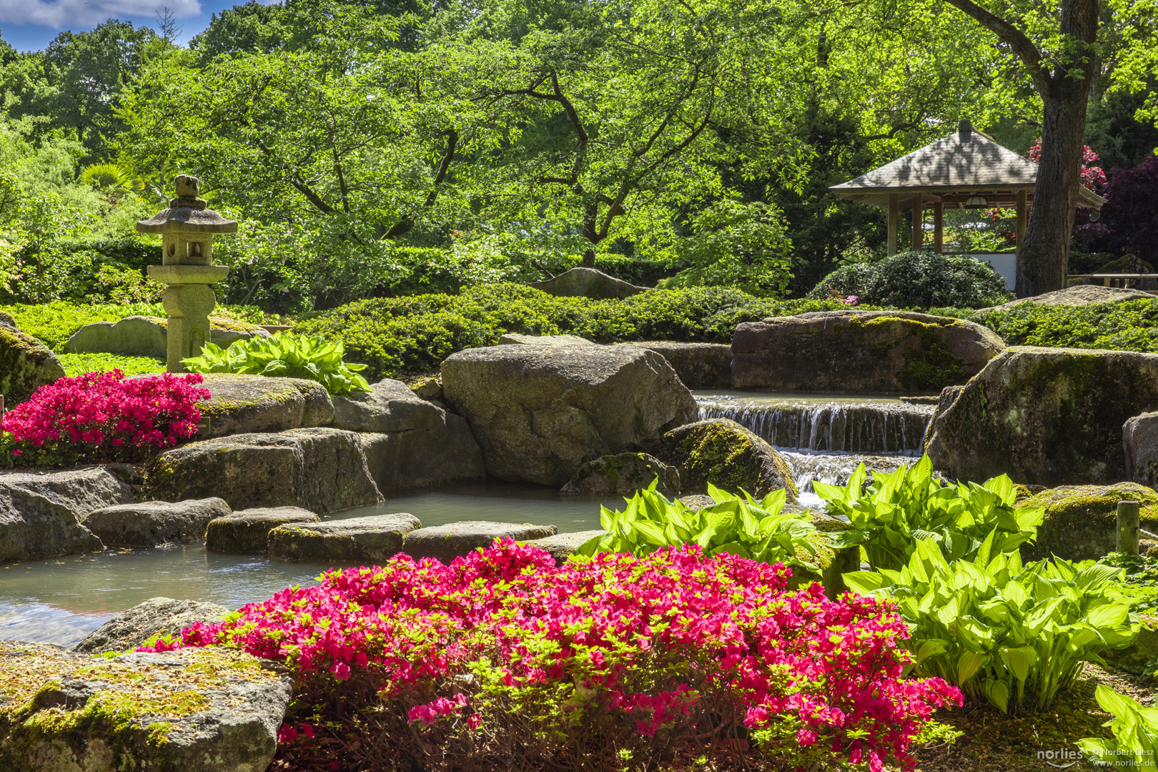 Azaleen blühen im Japangarten