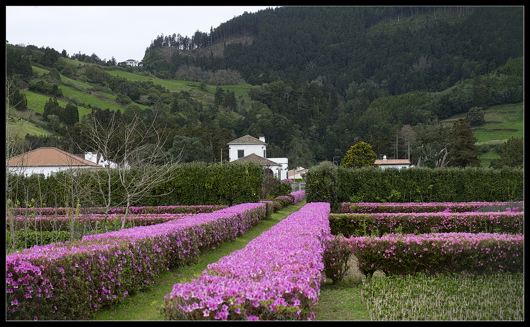 Azaleen-Hecken in Sete Cidades (Azoren)