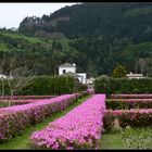 Azaleen-Hecken in Sete Cidades (Azoren)