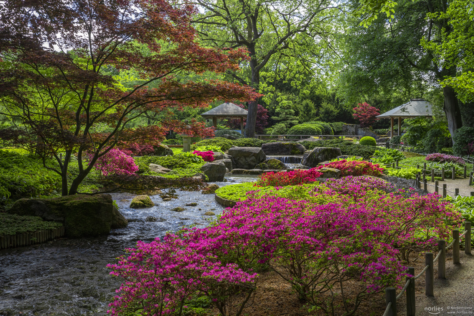 Azaleen im Japangarten