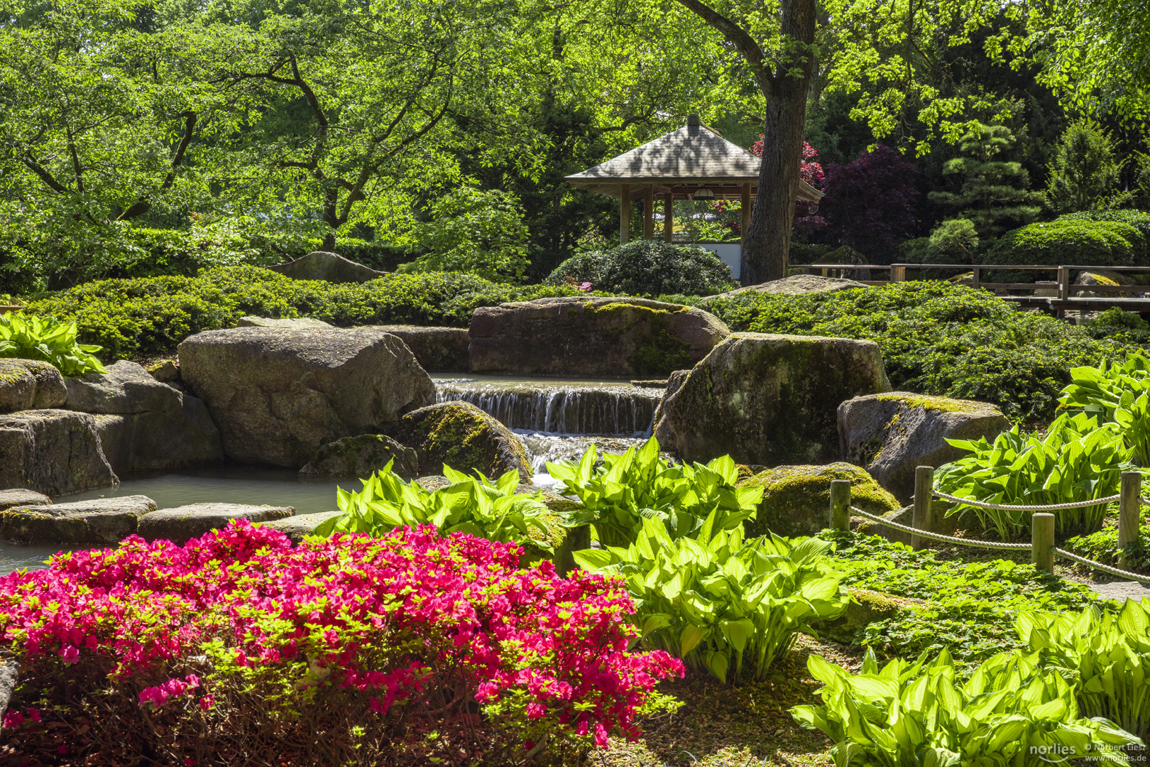 Azaleen im Japangarten