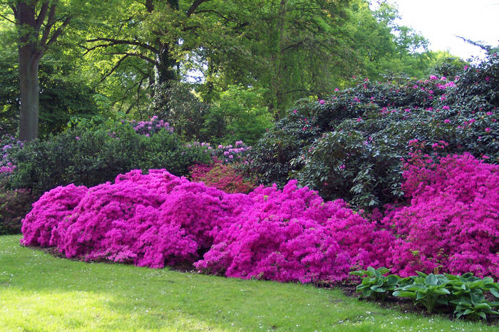 Azaleen im Rhododendronpark Bremen