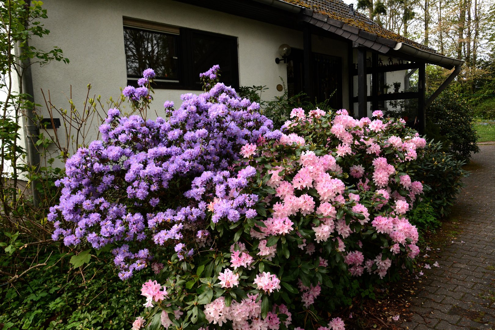 Azaleen und Rhododendron vor meinem HauseingangDSC_4756