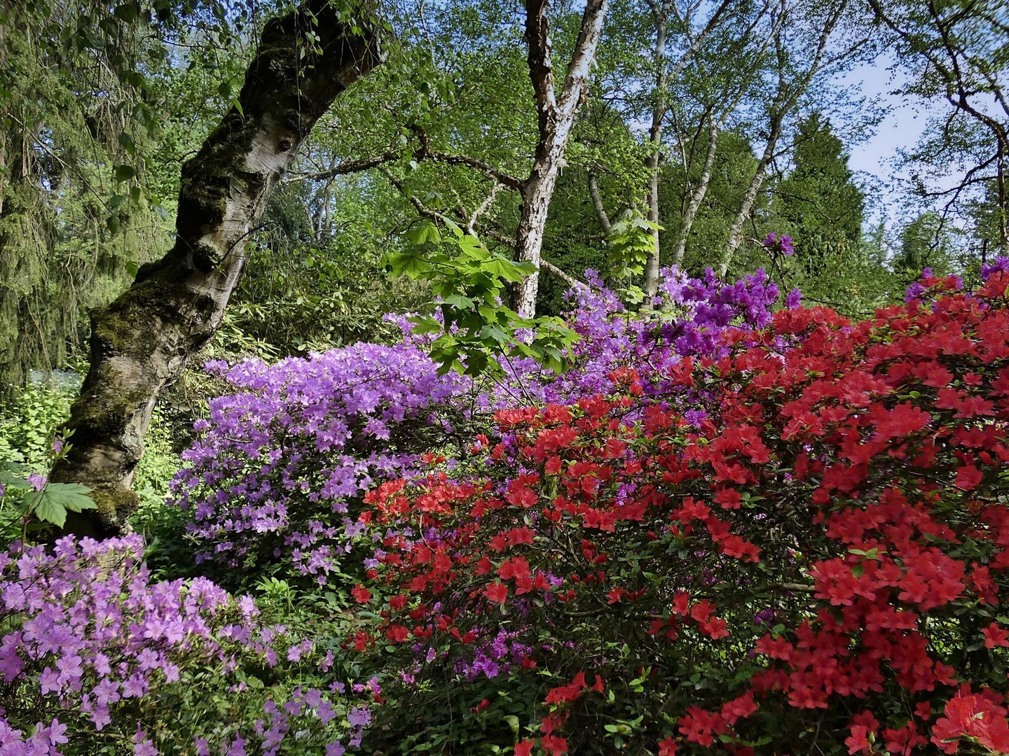 Azaleenblüte