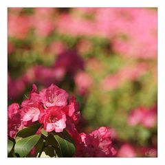 Azaleenblüte