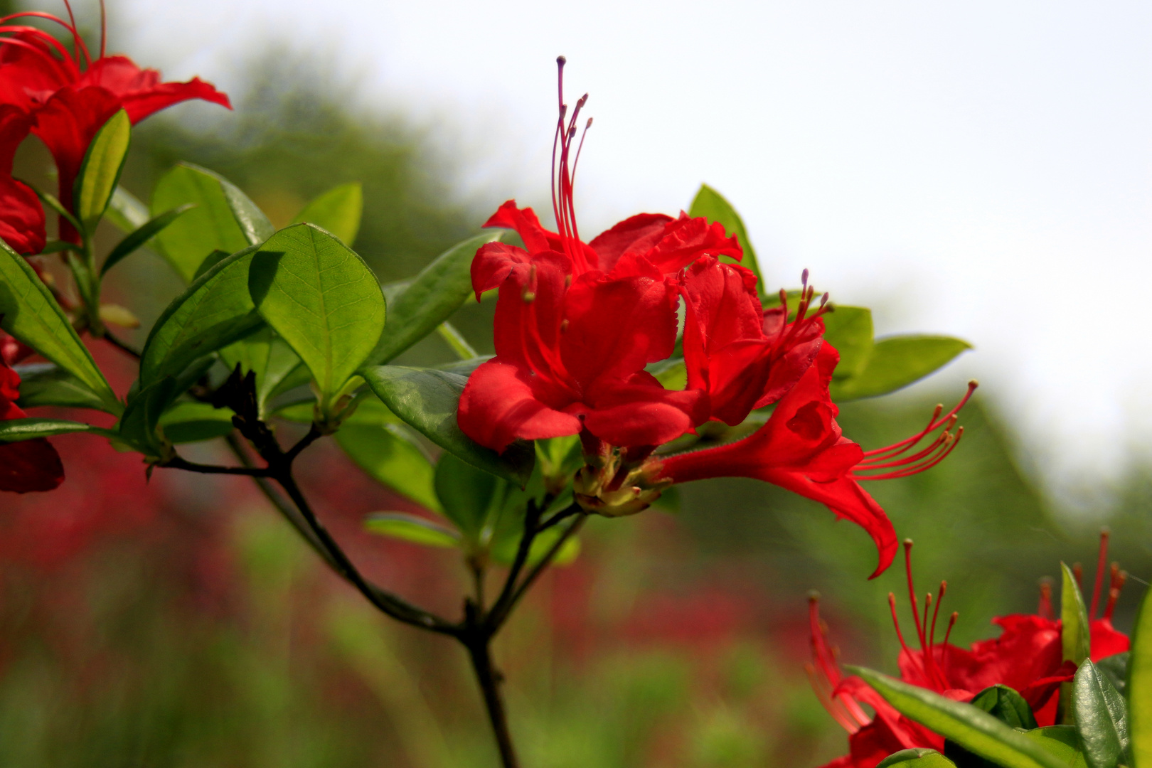 Azaleenblüte