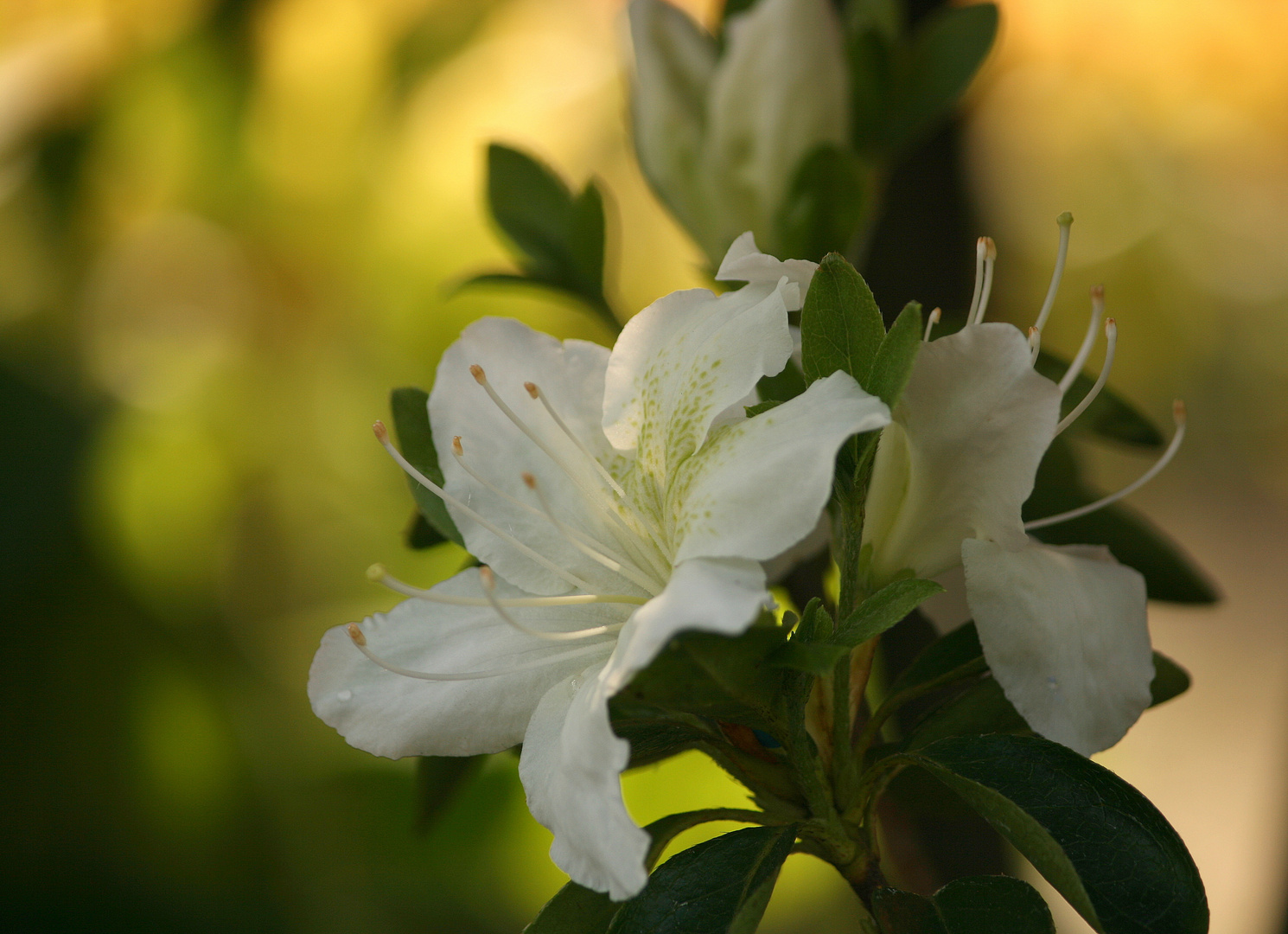 Azaleenblüte