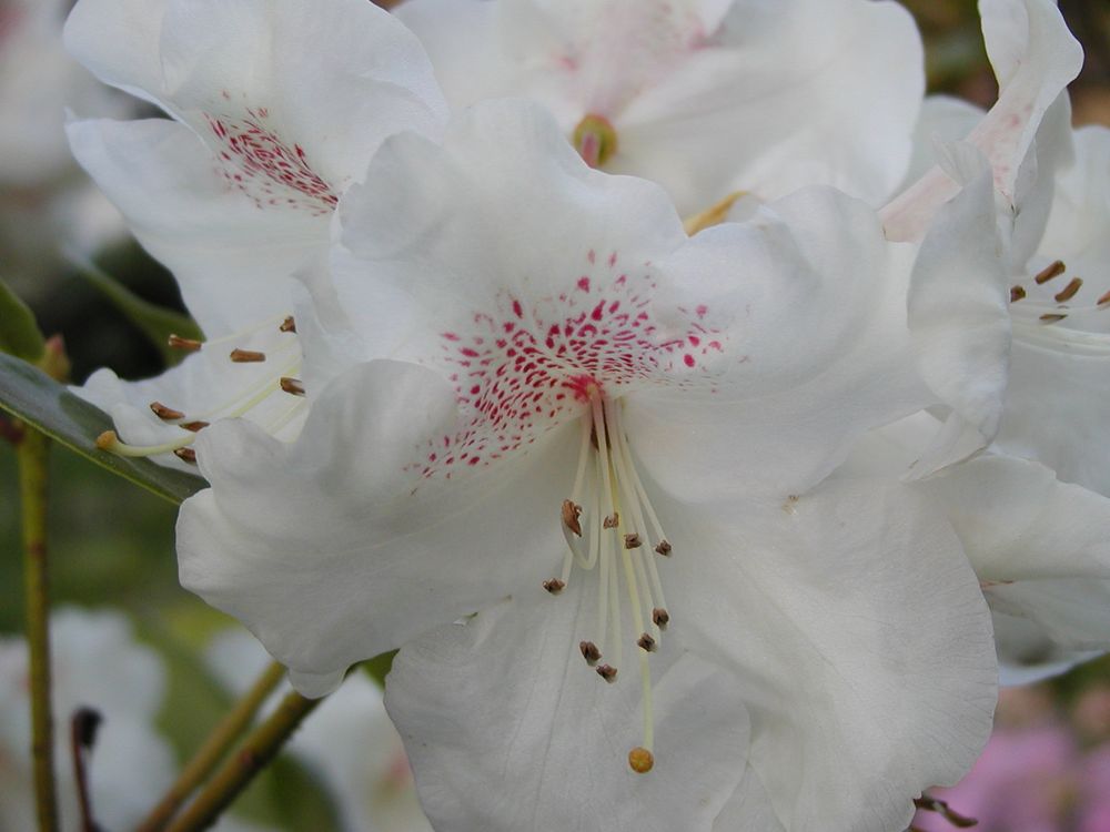 Azaleenblüte, große weiße