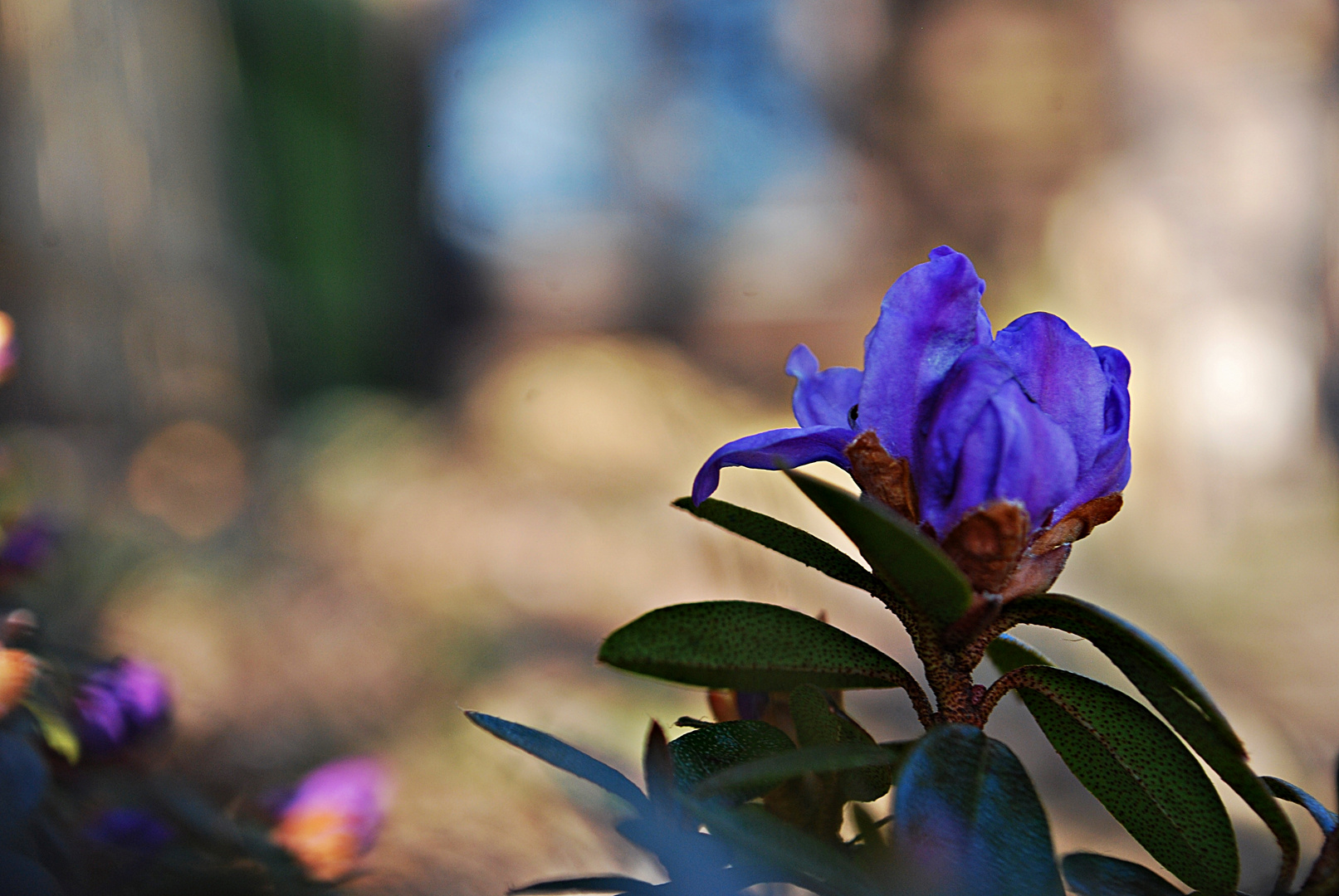 Azaleenblüte im Abendlicht...