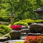 Azaleenblüte im Japangarten