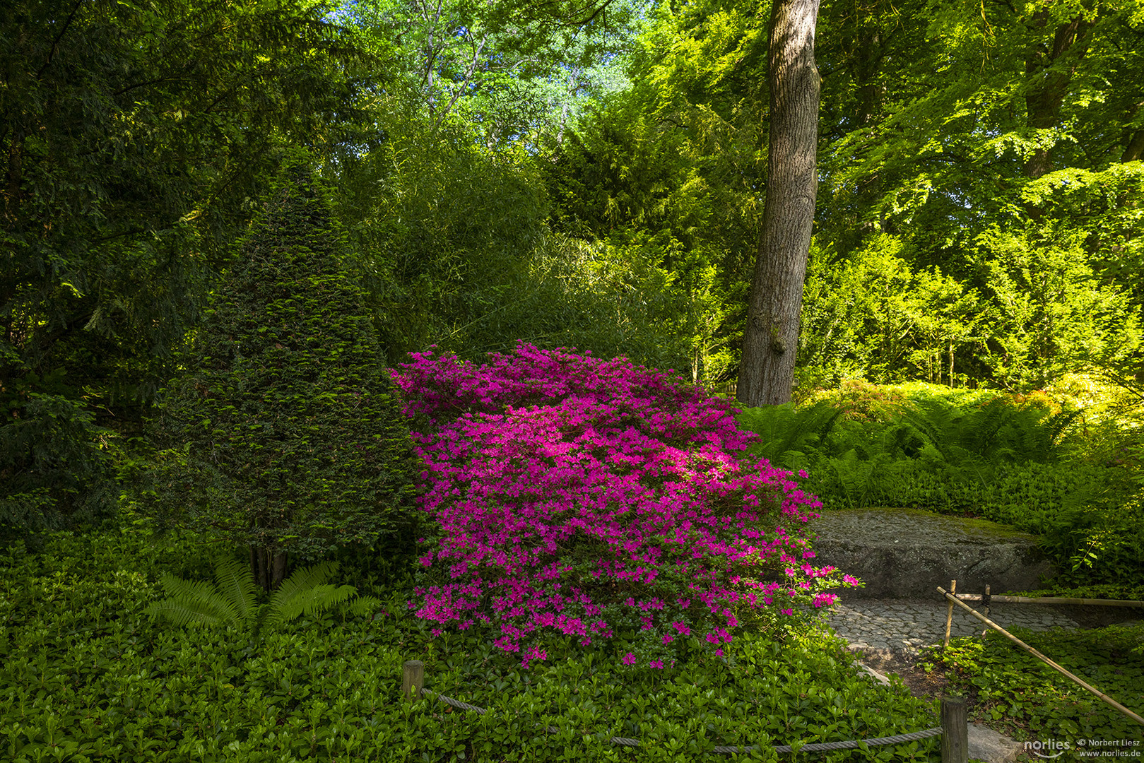 Azaleenblüte im Japangarten