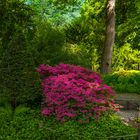 Azaleenblüte im Japangarten