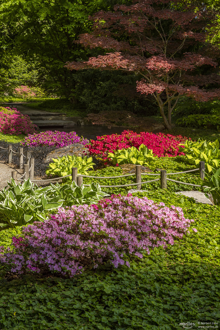 Azaleenblüte im Japangarten