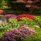 Azaleenblüte im Japangarten