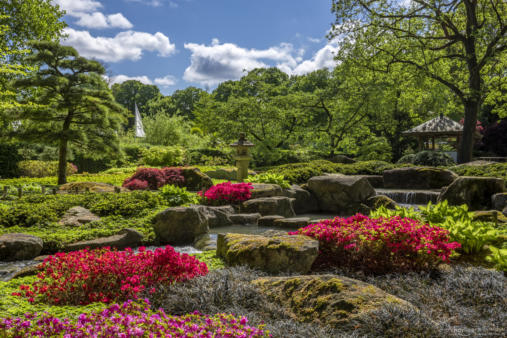 Azaleenblüte im Japangarten