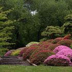 Azaleenblüte im Japanischen Garten